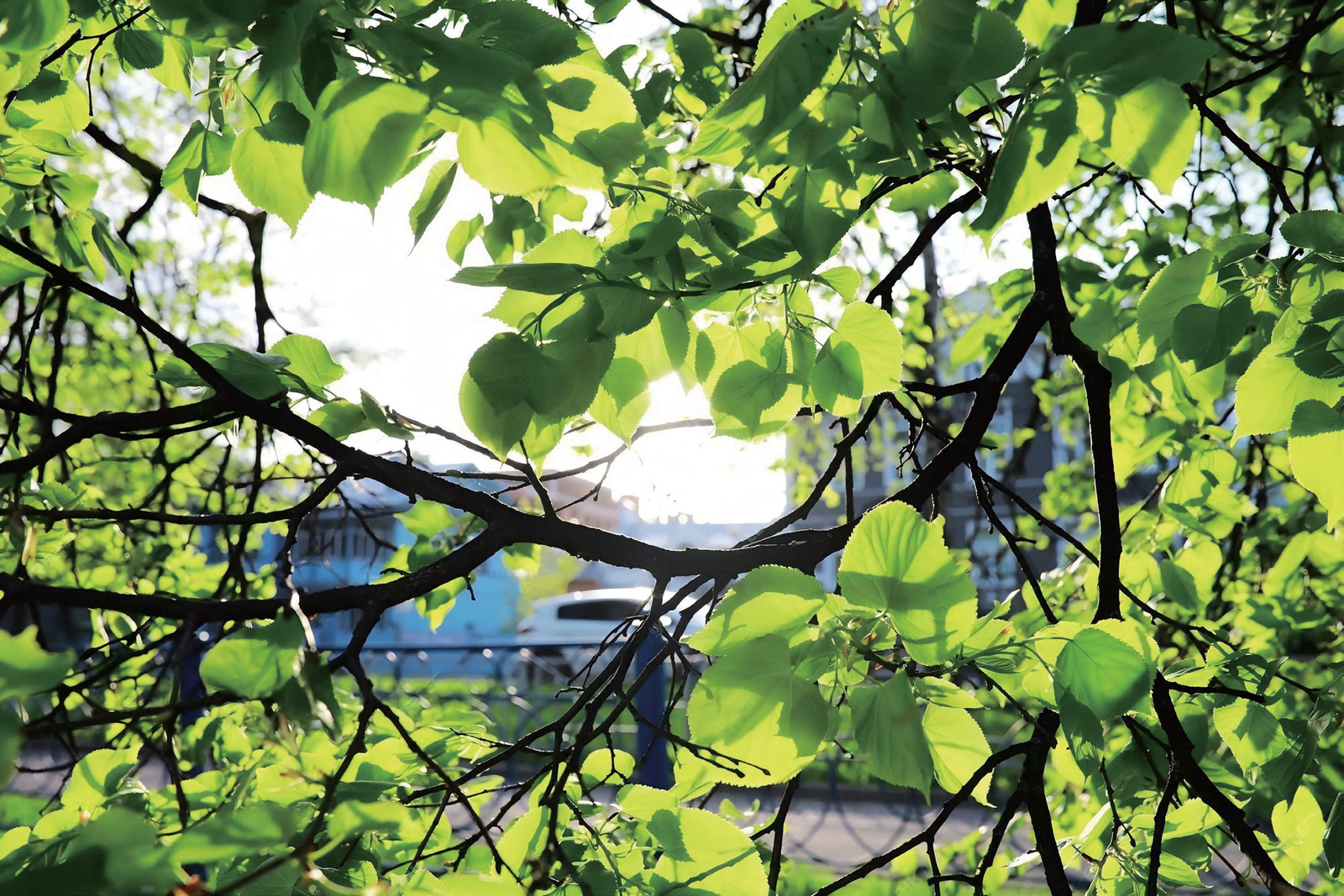 branchtoolsimage